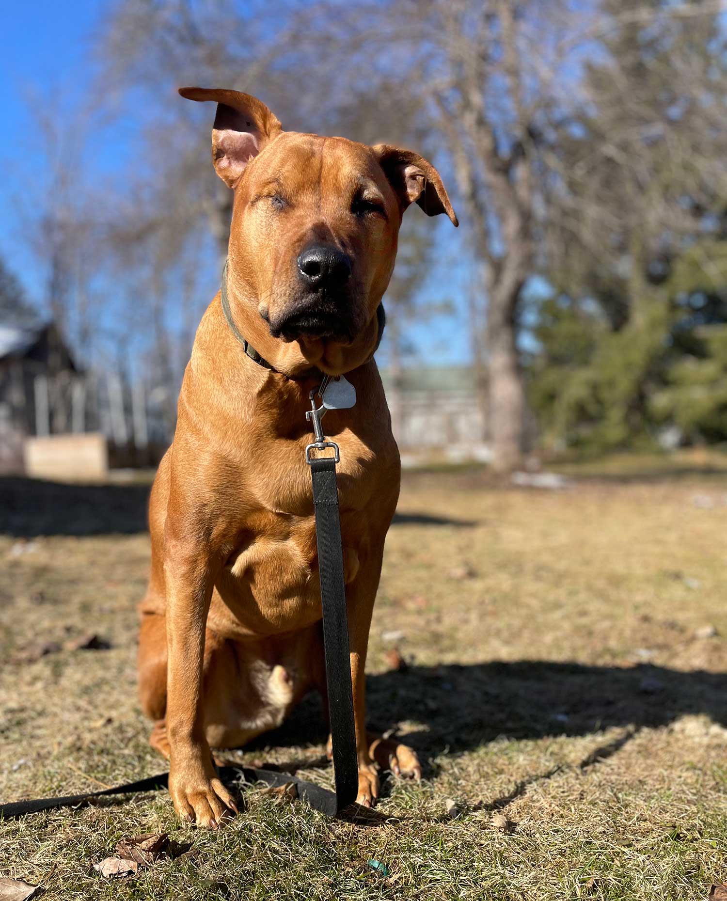 short-haired-dog-barn-lawn-pet-photography-tweed